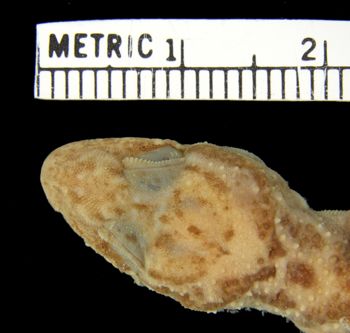 Media type: image;   Herpetology R-26994